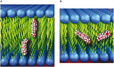 Biomembrane Structure and Material Properties Studied With Neutron Scattering